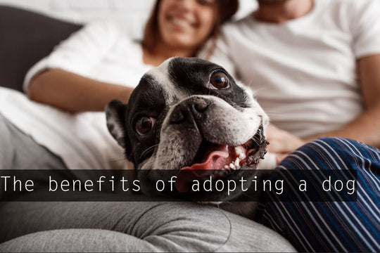The benefits of adopting a dog